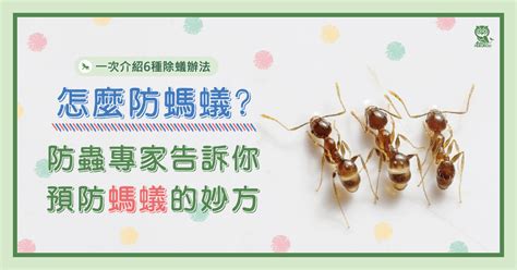 家裡螞蟻|如何徹底消除螞蟻：居家環境專家的滅蟻秘訣 